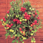 20 Sementes de Tomate Cereja Samambaia - Frete Grátis