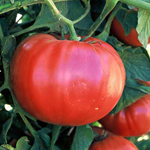 20 Sementes de Tomate Triple L Crop - Frete Grátis